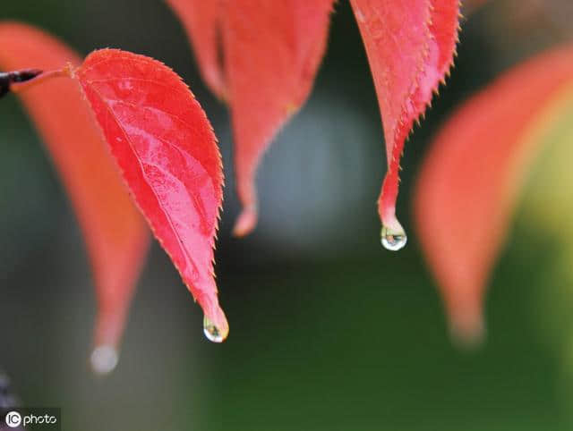 秋雨绵绵，与秋雨有关的诗词知多少