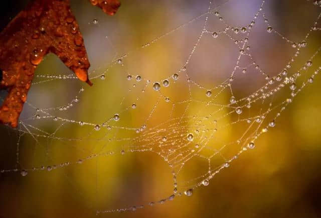 秋雨，就是秋天最优雅的诗词