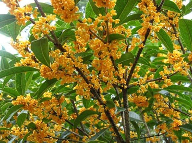 金桂飘香十月桂花黄，2种方法养得好，新人都能养出满树花