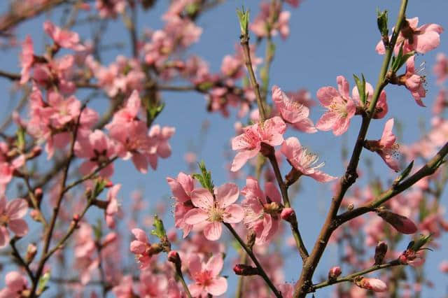 整理十首赞美桃花的古诗，让你在世外桃源寻觅风流！