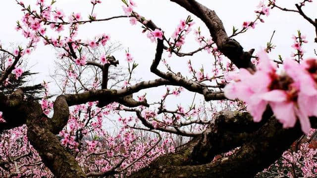 整理十首赞美桃花的古诗，让你在世外桃源寻觅风流！