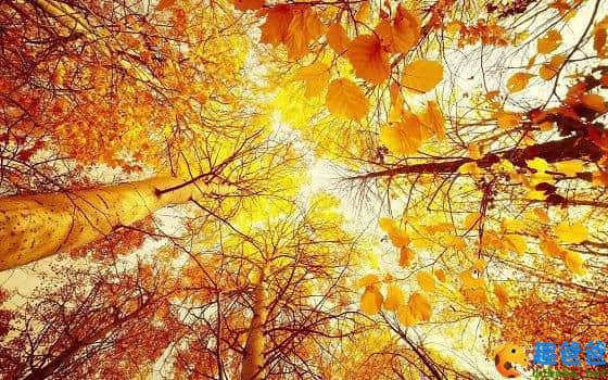 100首关于描写秋天的古诗诗句，令人神往！