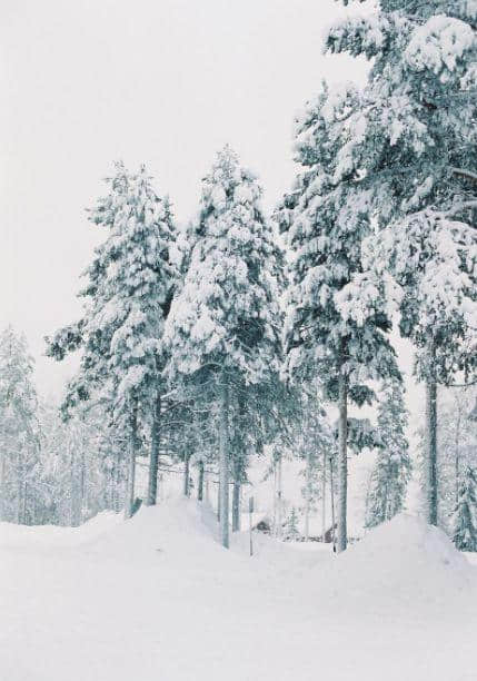「诗词鉴赏」欲知松高洁 待到雪化时—那些关于松与雪的诗词！
