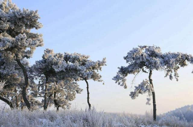 「诗词鉴赏」欲知松高洁 待到雪化时—那些关于松与雪的诗词！