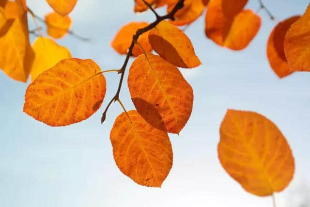 源自中华古典诗词：与秋天有关的18个最美成语