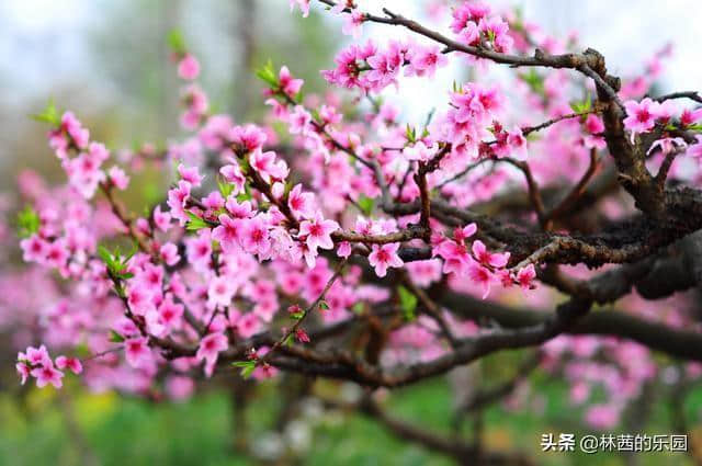 12首歌咏桃花的诗词，在最美的桃花诗里，邂逅最美的春天～