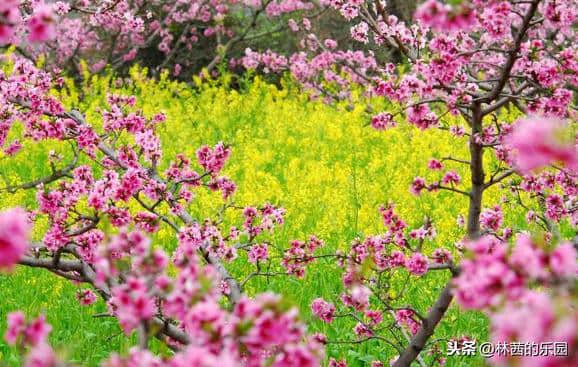 12首歌咏桃花的诗词，在最美的桃花诗里，邂逅最美的春天～