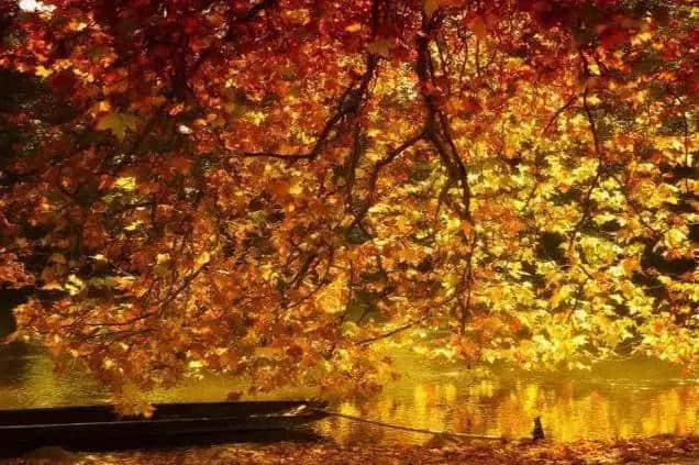 秋天的美丽诗句：一枝一叶，不知多少秋声