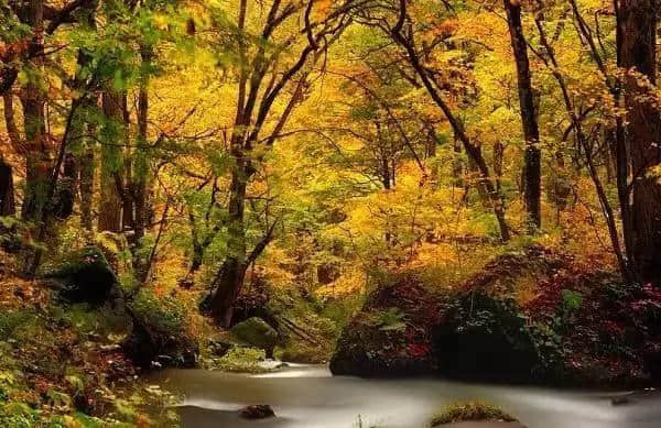 秋天的美丽诗句：一枝一叶，不知多少秋声