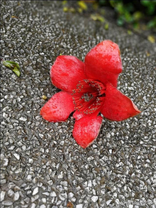 诗情花意：落红不是无情物 ，这是我见过最美的落花