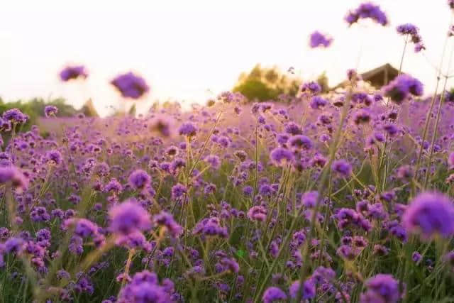 花匠花语 第十三期《马鞭草：解除魔咒的紫色浪漫》