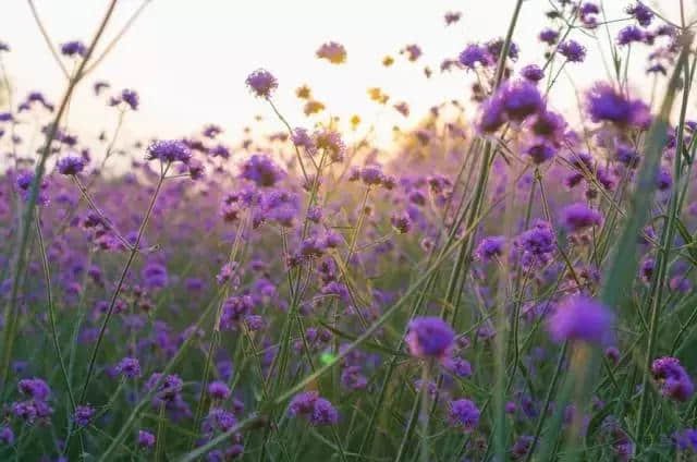 花匠花语 第十三期《马鞭草：解除魔咒的紫色浪漫》