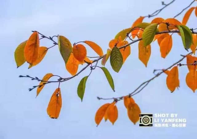 重阳节 | 岁岁重阳，岁岁安康