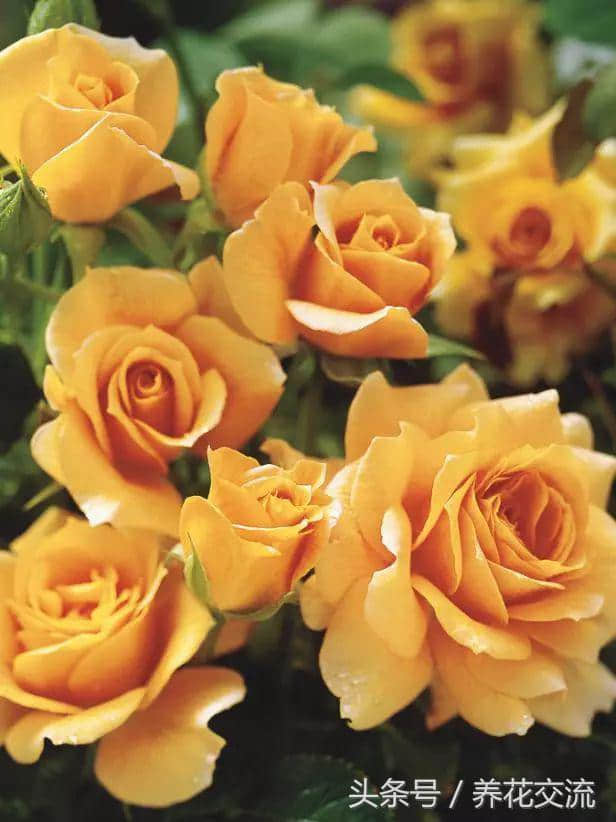 11种花朵特别香的月季花，闻过香味后就想每样种一盆
