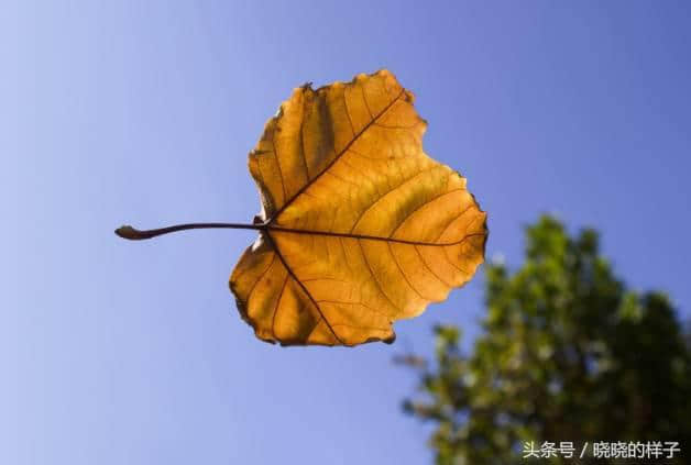秋叶飘零，就是最美的秋日诗词