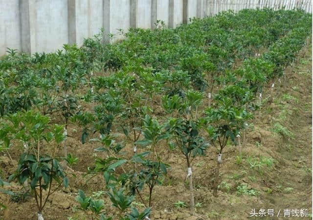 月桂苗木栽培繁育技术