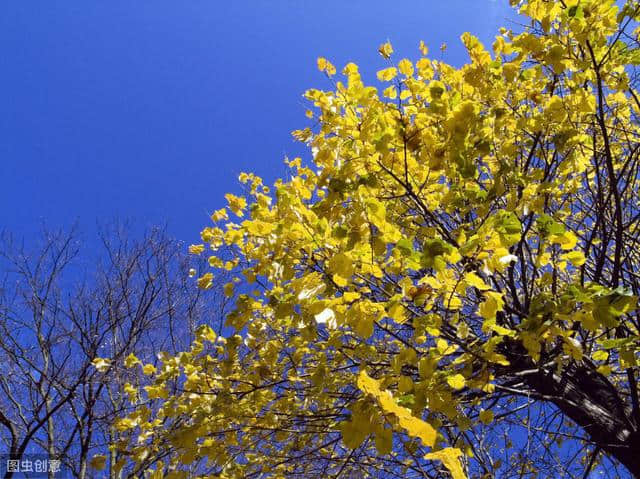 非常经典的7首秋天诗词，秋风秋雨中，最是惹闲愁
