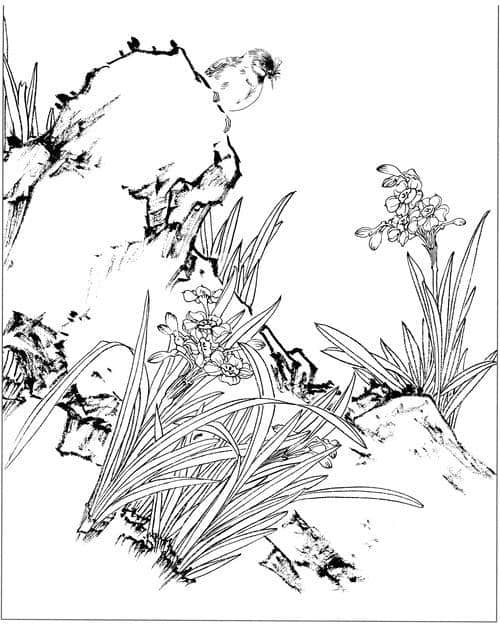 水仙、茶花、梅花高清白描线稿图片资料（附原稿图片）