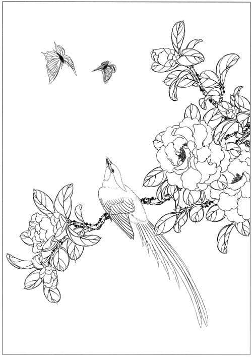 水仙、茶花、梅花高清白描线稿图片资料（附原稿图片）