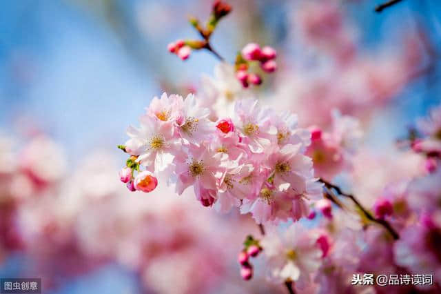 袁枚最唯美的一首诗，写出了诗情画意的春天，通篇美得犹如一幅画