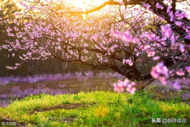 袁枚最唯美的一首诗，写出了诗情画意的春天，通篇美得犹如一幅画