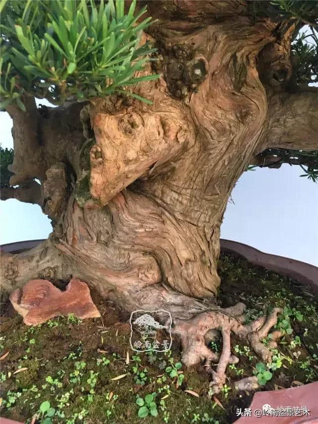 罗汉松——第一旺财风水树