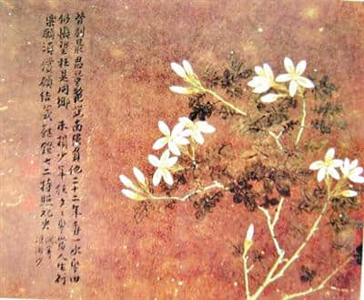 素馨花 曾被广州人专宠千百年