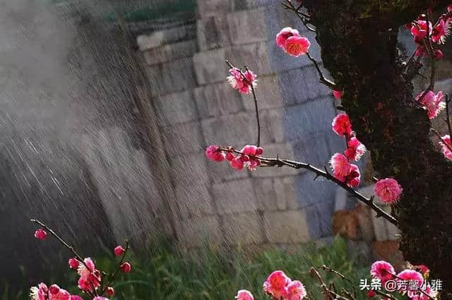 10首梅花诗词，写尽梅花傲雪风骨