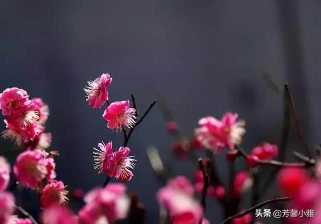 10首梅花诗词，写尽梅花傲雪风骨