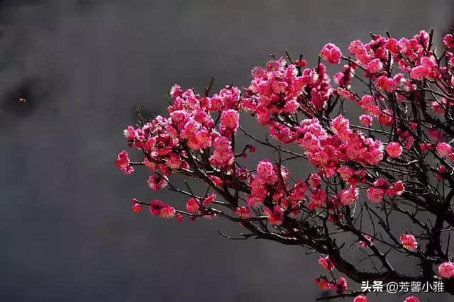 10首梅花诗词，写尽梅花傲雪风骨