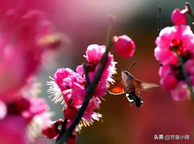 10首梅花诗词，写尽梅花傲雪风骨