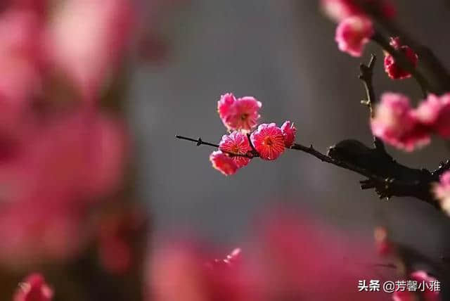 10首梅花诗词，写尽梅花傲雪风骨