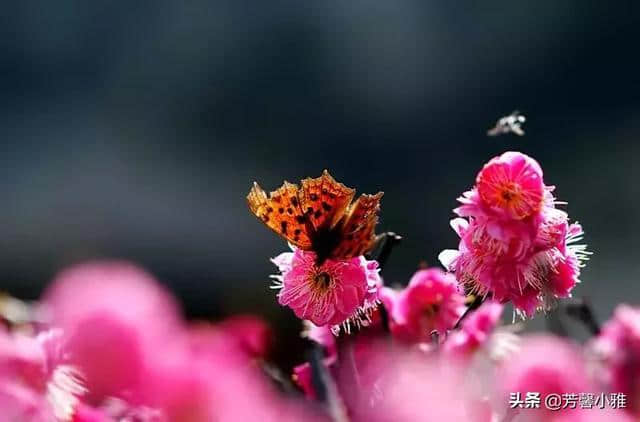 10首梅花诗词，写尽梅花傲雪风骨