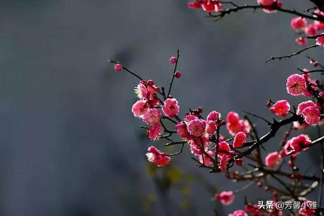 10首梅花诗词，写尽梅花傲雪风骨