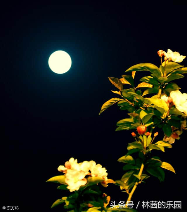 歌咏明月的15首绝美诗词，花前月下美人如诗，春花秋月往事如梦~
