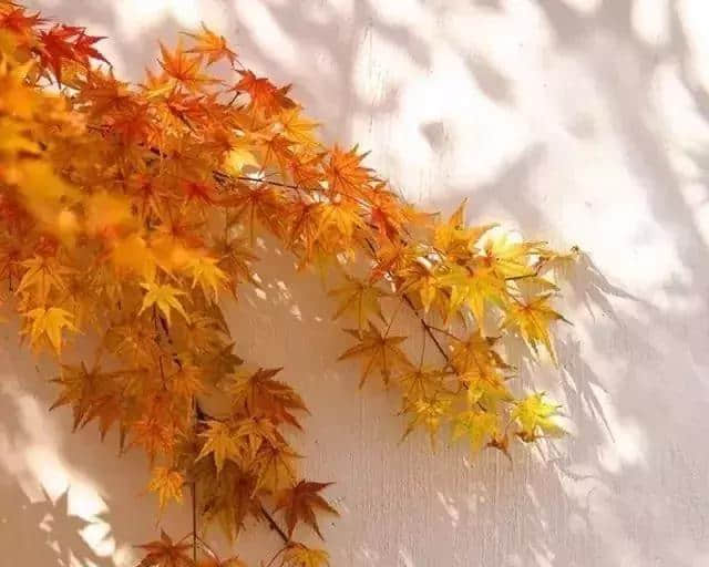 12首秋日诗词：木叶落，雁南飞，正是天凉好个秋