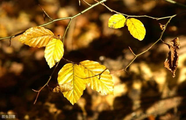 秋天了，十首关于秋天的经典诗词，值得收藏