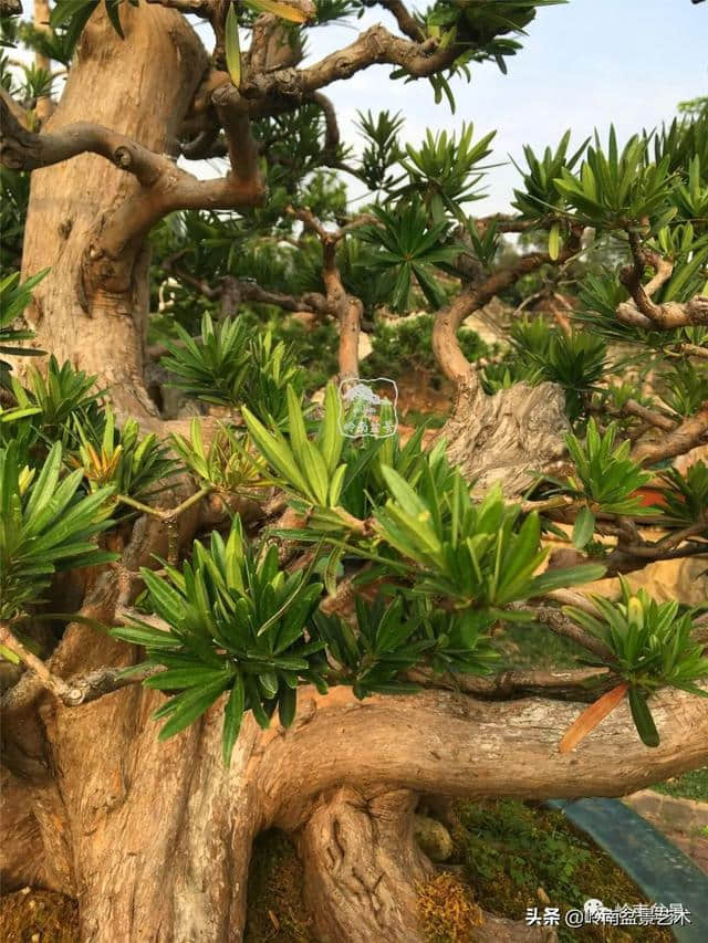 第一招财树——罗汉松，珍稀品种知多少？