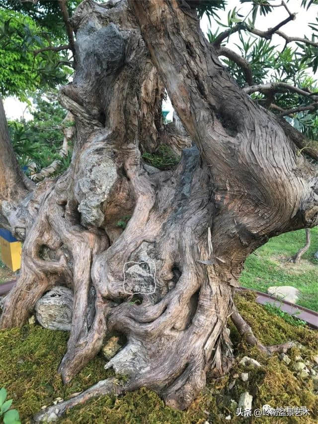第一招财树——罗汉松，珍稀品种知多少？