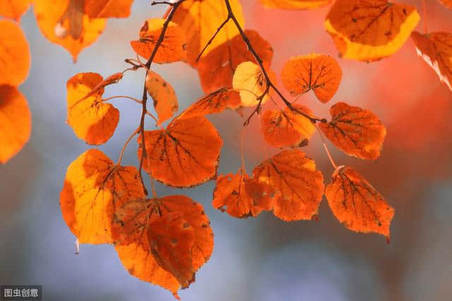 十首秋天诗词 美若画卷的秋色
