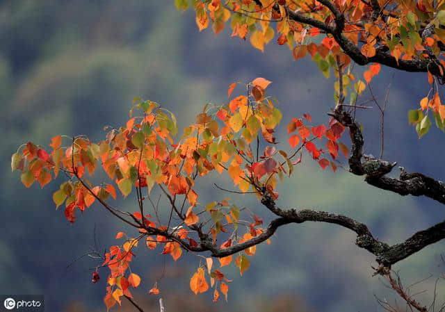 十首秋天诗词 美若画卷的秋色