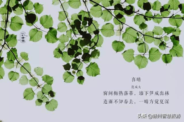 【节气 】绿树阴浓夏日长，风暖人间草木香