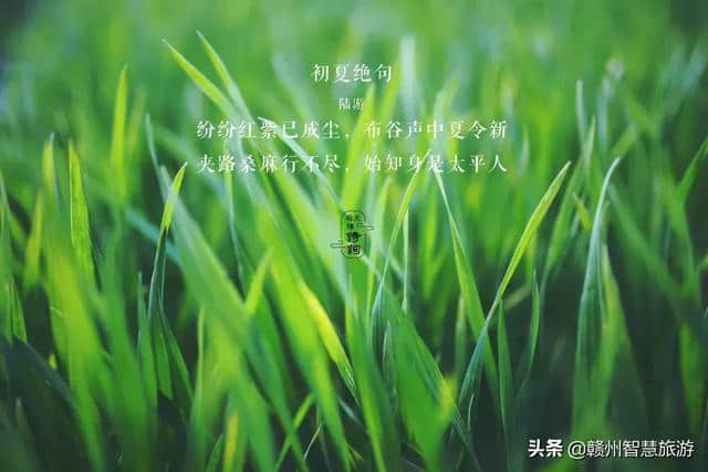 【节气 】绿树阴浓夏日长，风暖人间草木香