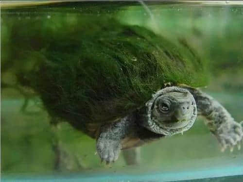 古代时的“神龟”——绿毛龟