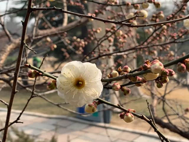 原创：惊蛰时节，赏青岛百花苑里的绿萼梅