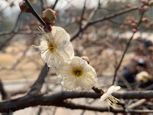 原创：惊蛰时节，赏青岛百花苑里的绿萼梅