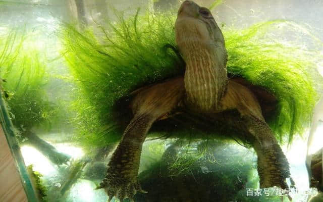 寓意吉祥如意，延年益寿的绿毛龟，你知道多少？