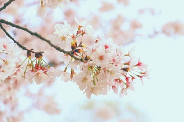 蘭园花色丨繁花满园·乱花渐欲迷人眼