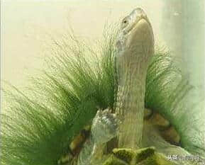 绿毛龟是什么来的？你见过长着毛发的乌龟吗？