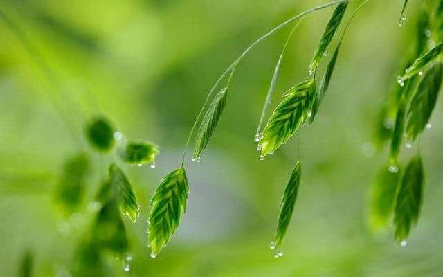 苔痕上阶绿，草色入帘青  玩转诗词飞花令（二）：绿
